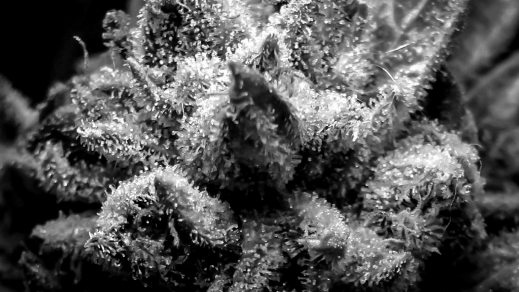 Cannabis growing closeup